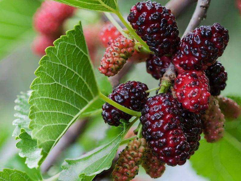 Шелковица купить саженцы из питомнике в Балашове