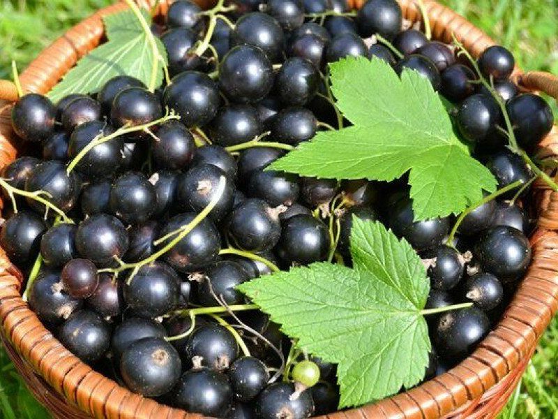 Смородина купить саженцы из питомника в Балашове