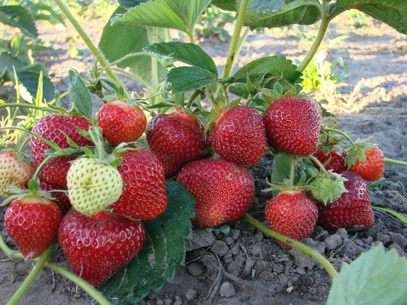 Клубника купить саженцы из питомника в Балашове