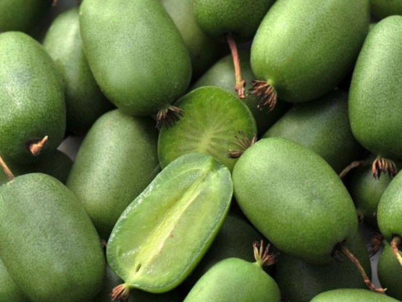 Актинидия купить саженцы из питомнике в Балашове