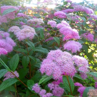 Спирея "БУМАЛЬДА" (стакан Р9)