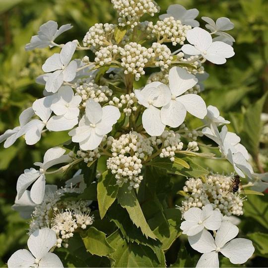 Гортензия "БАБОЧКА" (Butterfly)