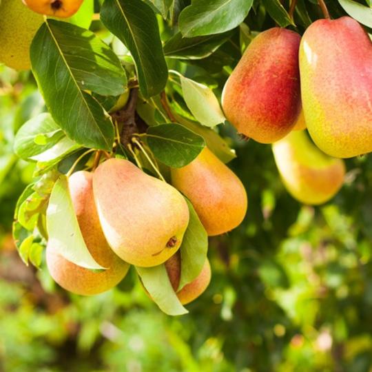 Груша "ДЮШЕС МОСКОВСКИЙ САДОВЫЙ"