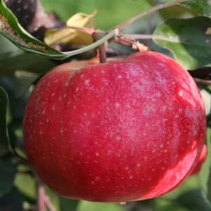 Яблоня "СИРЕНА"